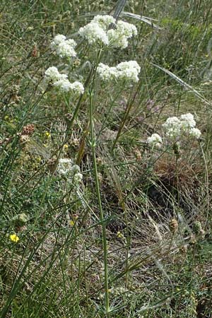 Galium glaucum \ Blaugrnes Labkraut, A Hainburg 14.5.2022