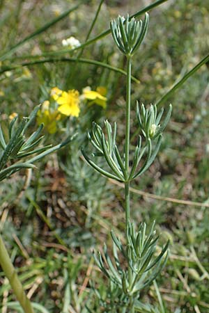 Galium glaucum \ Blaugrnes Labkraut, A Hainburg 14.5.2022