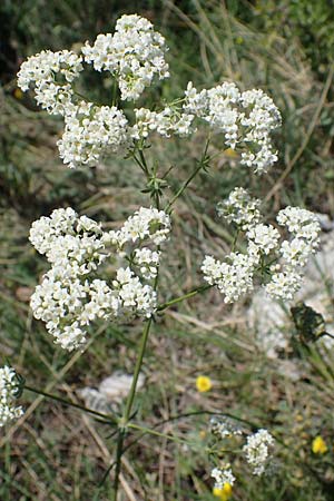 Galium glaucum \ Blaugrnes Labkraut, A Hainburg 14.5.2022