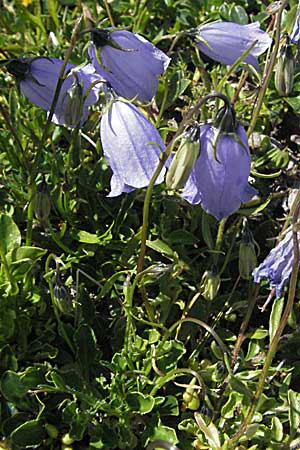 Campanula cochlearifolia \ Kleine Glockenblume / Fairy's Thimble, A Kärnten/Carinthia, Petzen 21.7.2007