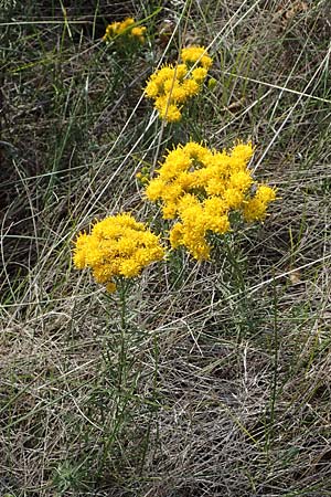 Galatella linosyris / Goldilocks Aster, A Breitenbrunn 24.9.2022