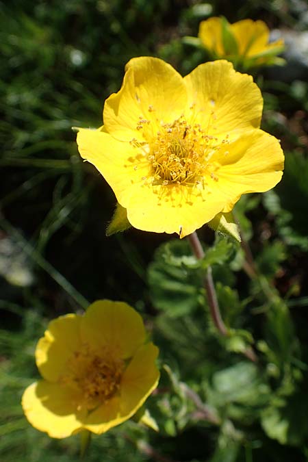 Geum montanum \ Berg-Nelkenwurz, A Nockberge, Klomnock 10.7.2019