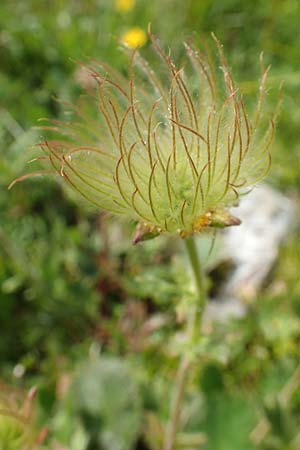 Geum montanum \ Berg-Nelkenwurz / Alpine Avens, A Rax 28.6.2020