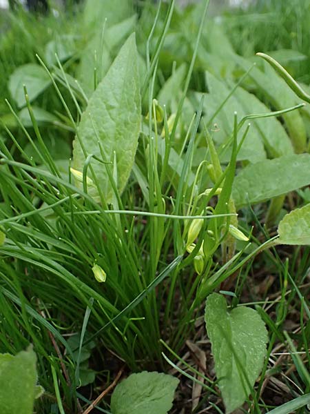 Gagea minima \ Kleiner Gelbstern, A Hainburg 7.3.2024