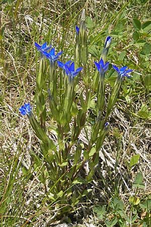 Gentiana nivalis \ Schnee-Enzian / Alpine Gentian, A Malta - Tal / Valley 19.7.2010