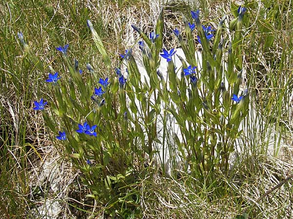 Gentiana nivalis \ Schnee-Enzian / Alpine Gentian, A Malta - Tal / Valley 19.7.2010