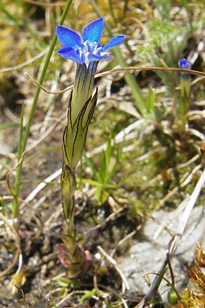 Gentiana nivalis \ Schnee-Enzian / Alpine Gentian, A Malta - Tal / Valley 19.7.2010