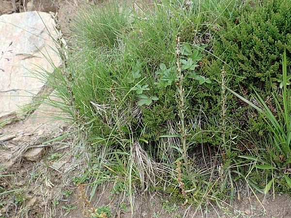 Gnaphalium norvegicum \ Norwegisches Ruhrkraut, A Kärnten, Koralpe 9.8.2016