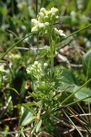 Galium noricum \ Norisches Labkraut, A Wölzer Tauern, Kleiner Zinken 24.7.2021