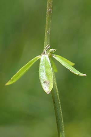 Galium noricum \ Norisches Labkraut, A Kärnten, Koralpe 1.7.2022