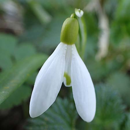 Galanthus nivalis \ Echtes Schneeglckchen / Snowdrop, A Krems 1.4.2023