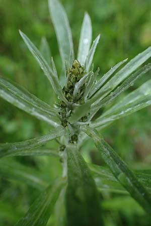 Gnaphalium norvegicum \ Norwegisches Ruhrkraut, A Kärnten, Koralpe 4.7.2023