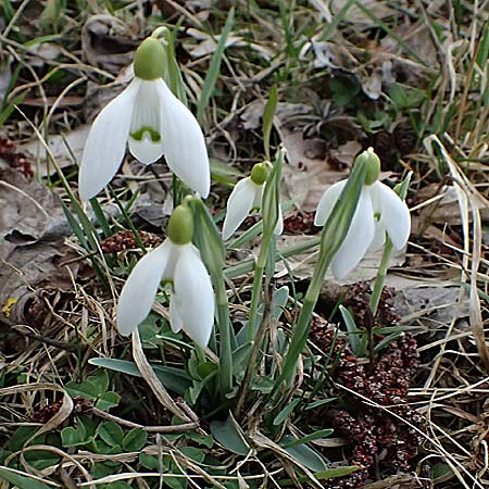 Galanthus nivalis \ Echtes Schneeglckchen, A Pielach 5.3.2024