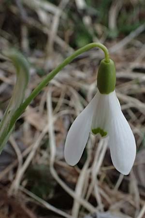 Galanthus nivalis \ Echtes Schneeglckchen / Snowdrop, A Pielach 5.3.2024