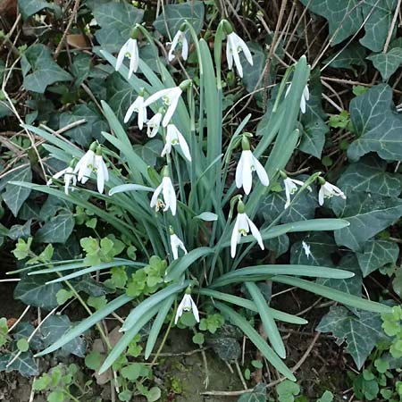 Galanthus nivalis \ Echtes Schneeglckchen, A Wolfsthal 7.3.2024