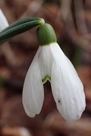 Galanthus nivalis \ Echtes Schneeglckchen, A Murfeld-Lichendorf 8.3.2024