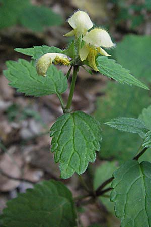 Lamium galeobdolon / Yellow Archangel, A Carinthia, Petzen 21.7.2007