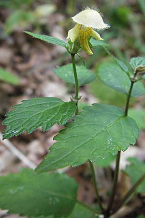 Lamium galeobdolon \ Echte Goldnessel / Yellow Archangel, A Kärnten/Carinthia, Petzen 21.7.2007