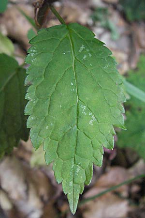 Lamium galeobdolon \ Echte Goldnessel, A Kärnten, Petzen 21.7.2007