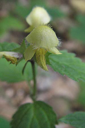 Lamium galeobdolon \ Echte Goldnessel / Yellow Archangel, A Kärnten/Carinthia, Petzen 21.7.2007