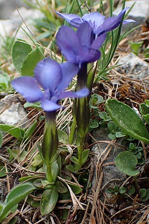 Gentiana orbicularis / Round-Leaved Gentian, A Trenchtling 3.7.2019