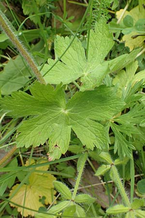 Geranium phaeum \ Brauner Storchschnabel / Dusky Crane's-Bill, A Kärnten/Carinthia, St. Paul im Lavanttal 16.5.2016