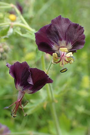 Geranium phaeum \ Brauner Storchschnabel / Dusky Crane's-Bill, A Kärnten/Carinthia, St. Paul im Lavanttal 16.5.2016