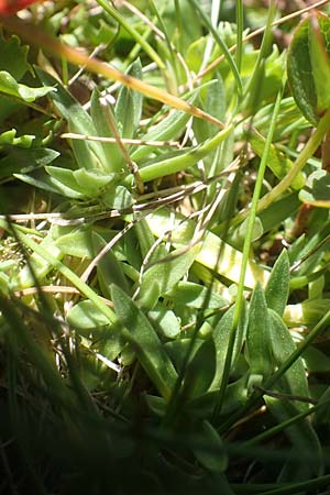 Gentiana pumila \ Niedlicher Enzian / Dwarf Gentian, A Kärnten/Carinthia, Petzen 8.8.2016