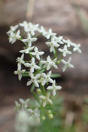 Galium pumilum \ Heide-Labkraut, Zierliches Labkraut, A Trenchtling 3.7.2019