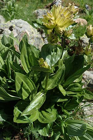 Gentiana punctata / Spotted Gentian, A Nockberge, Klomnock 10.7.2019