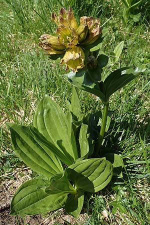 Gentiana punctata / Spotted Gentian, A Nockberge, Klomnock 10.7.2019