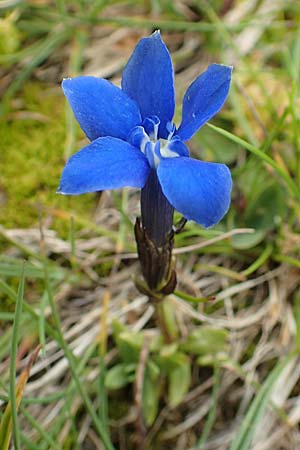 Gentiana pumila \ Niedlicher Enzian, A Rax 28.6.2020