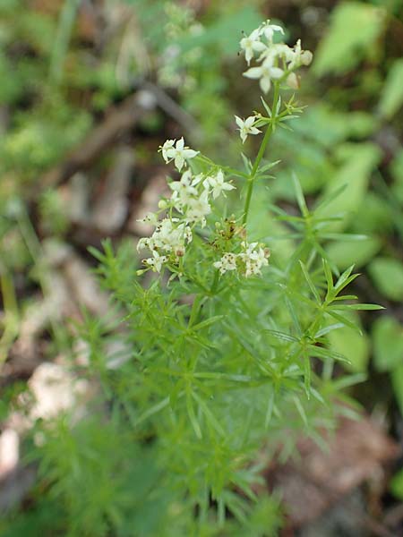 Galium pumilum \ Heide-Labkraut, Zierliches Labkraut, A Schwarzau im Gebirge 29.6.2020