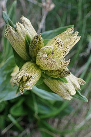 Gentiana punctata \ Punktierter Enzian / Spotted Gentian, A Wölzer Tauern, Kleiner Zinken 26.6.2021