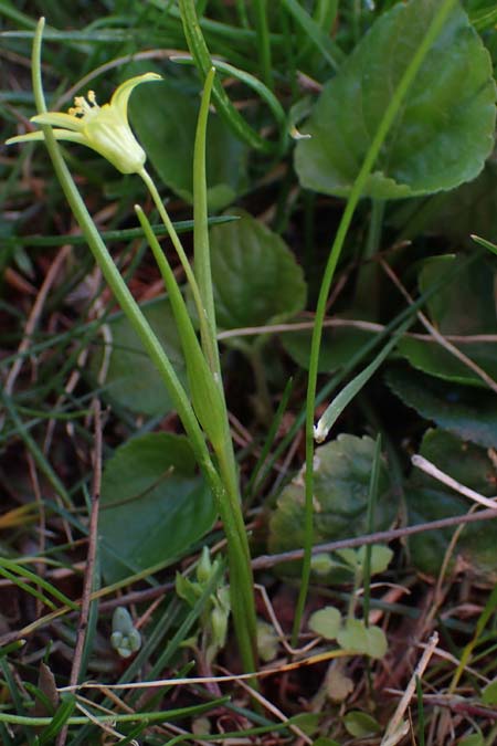 Gagea minima \ Kleiner Gelbstern, A Hainburg 3.4.2023