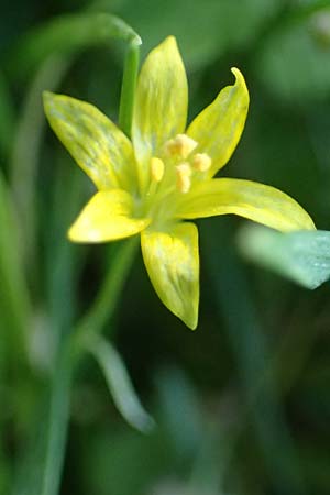 Gagea minima \ Kleiner Gelbstern / Small Star of Bethlehem, A Hainburg 3.4.2023