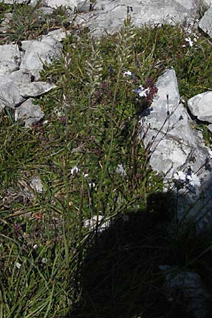 Koeleria macrantha \ Zierliches Schillergras, Steppen-Kammschmiele / Prairie June Grass, A Kärnten/Carinthia, Petzen 21.7.2007