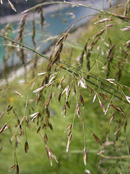 Poaceae spec1 ? \ Gras / Grass, A Malta - Tal / Valley 19.7.2010