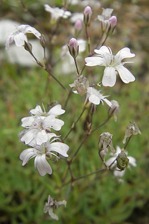 Gypsophila repens \ Kriechendes Gipskraut / Alpine Gypsophila, A Lechtal, Forchach 23.6.2011