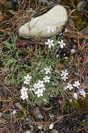Gypsophila repens \ Kriechendes Gipskraut / Alpine Gypsophila, A Lechtal, Forchach 23.6.2011