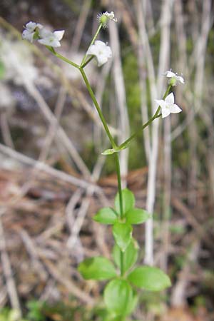 Galium rotundifolium / Round-Leaved Bedstraw, A Hinterotter 3.8.2011