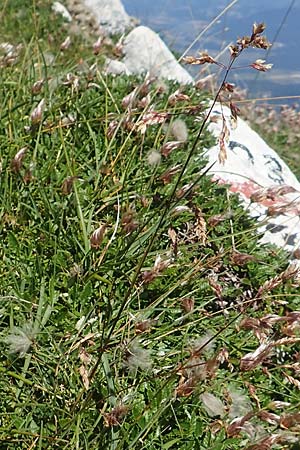 Hierochloe odorata \ Duftendes Mariengras / Sweet Grass, A Kärnten/Carinthia, Petzen 8.8.2016