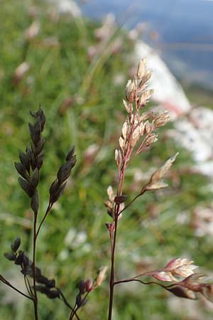 Hierochloe odorata \ Duftendes Mariengras / Sweet Grass, A Kärnten/Carinthia, Petzen 8.8.2016