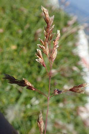 Hierochloe odorata \ Duftendes Mariengras / Sweet Grass, A Kärnten/Carinthia, Petzen 8.8.2016