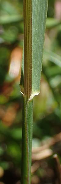 Koeleria hirsuta \ Raue Kammschmiele / Harsh Hair Grass, A Kärnten/Carinthia, Petzen 8.8.2016