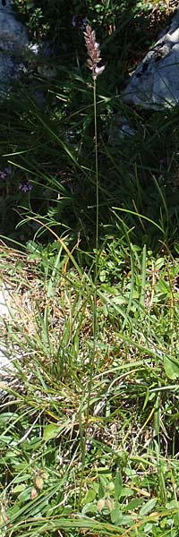 Koeleria hirsuta \ Raue Kammschmiele / Harsh Hair Grass, A Kärnten/Carinthia, Petzen 8.8.2016