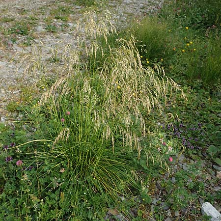 Deschampsia cespitosa \ Rasen-Schmiele / Tufted Hair Grass, Tussock Grass, A Trenchtling 3.7.2019