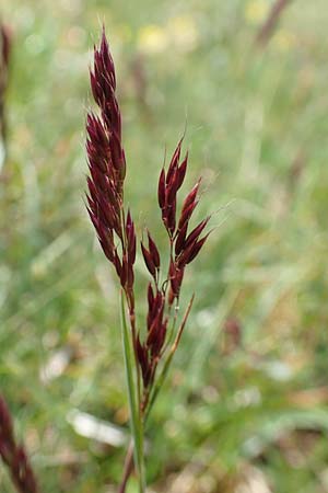Helictotrichon praeustum \ Alpen-Wiesenhafer / Alpine Oat Grass, A Trenchtling 3.7.2019