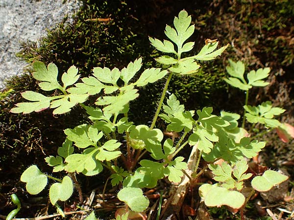 Geranium robertianum \ Stinkender Storchschnabel, Ruprechtskraut / Herb Robert, A Schneeberg 1.7.2020