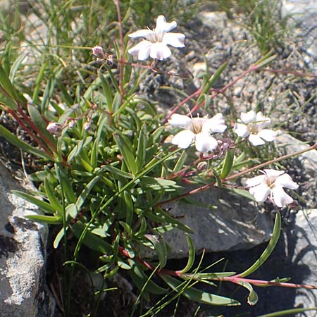 Gypsophila repens \ Kriechendes Gipskraut / Alpine Gypsophila, A Traweng 8.7.2020